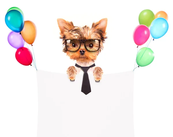 Hund mit Urlaubsbanner und bunten Luftballons — Stockfoto