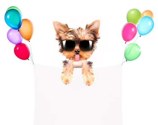 Hund mit Urlaubsbanner und bunten Luftballons — Stockfoto