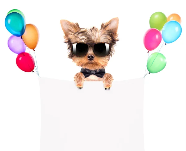 Hund mit Urlaubsbanner und bunten Luftballons — Stockfoto