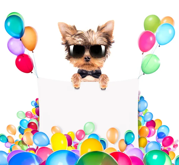 Perro con bandera navideña y globos de colores — Foto de Stock