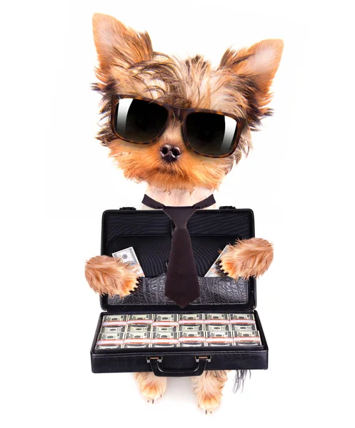 Puppy with glasses holding case with money — Stock Photo, Image