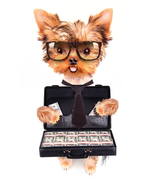 Puppy with glasses holding case with money — Stock Photo, Image