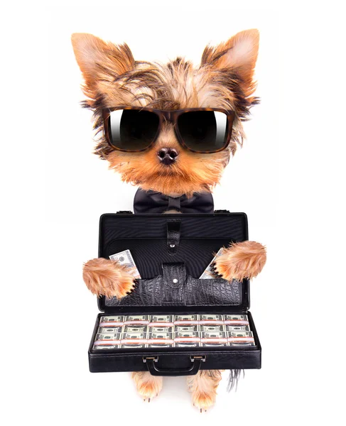 Puppy met een bril geval met geld houden — Stockfoto