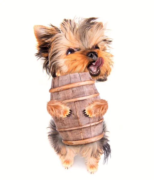 Oktoberfest perro con barril de cerveza — Foto de Stock