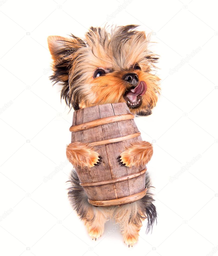 Oktoberfest dog with beer barrel