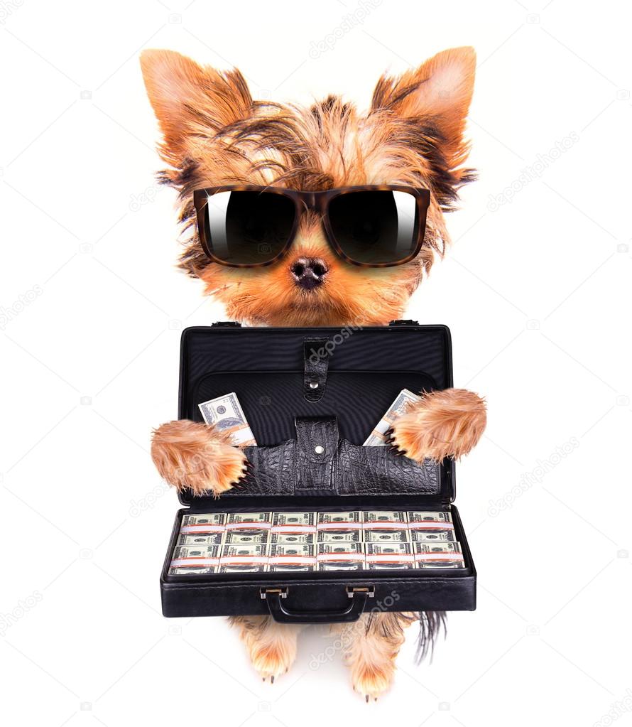 Puppy with glasses holding case with money