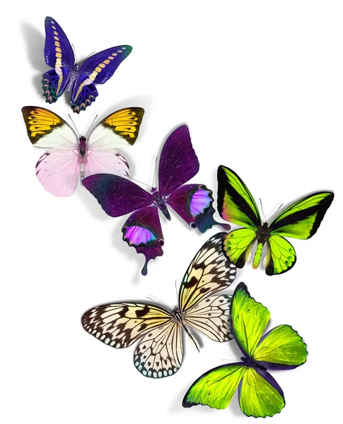 Grupo de mariposas — Foto de Stock