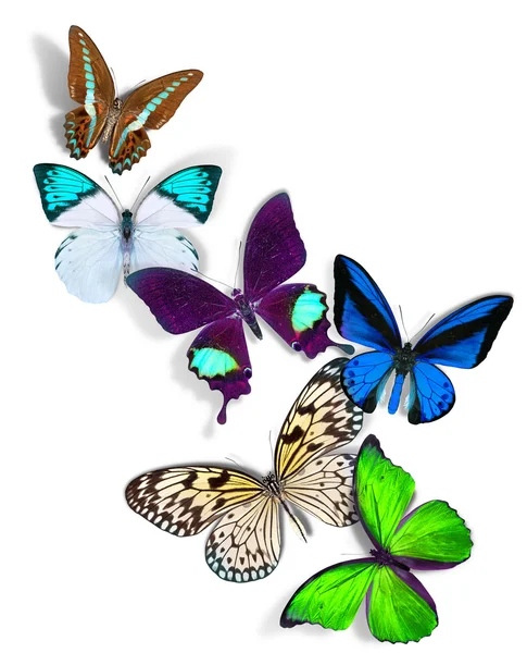 Grupo de mariposas —  Fotos de Stock