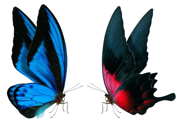 güzel kelebek üzerinde beyaz izole