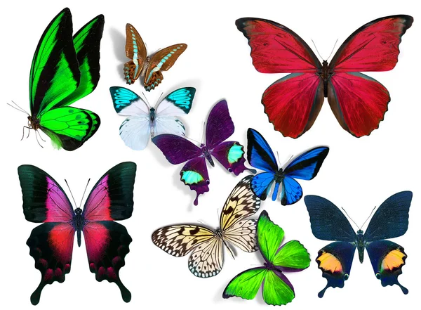 stock image Group of butterflies