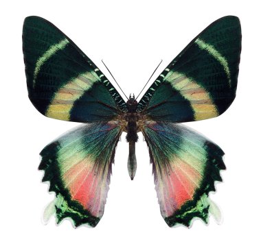 güzel kelebek üzerinde beyaz izole