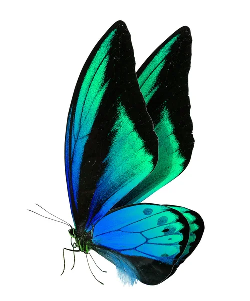 Красива метелик ізольована на білому — стокове фото