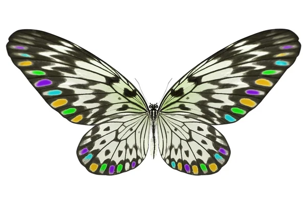 Hermosa mariposa aislada en blanco — Foto de Stock