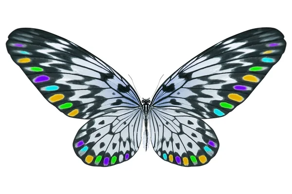 Hermosa mariposa aislada en blanco — Foto de Stock