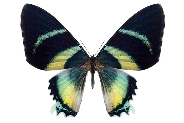 güzel kelebek üzerinde beyaz izole