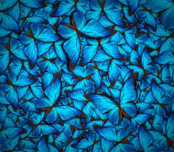 Hermoso fondo de mariposa —  Fotos de Stock