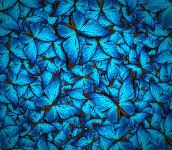 Hermoso fondo de mariposa — Foto de Stock