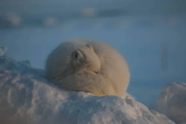 Polarfuchs Den Ersten Sonnenstrahlen — Stockfoto