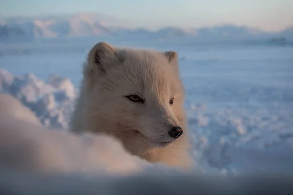 Polarfuchs Den Ersten Sonnenstrahlen — Stockfoto