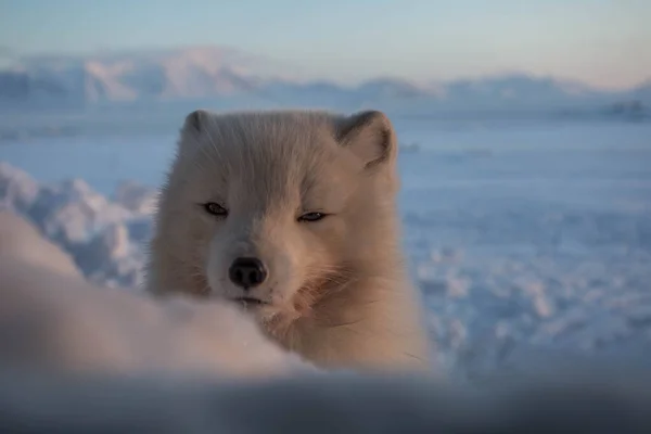 Polarfuchs Den Ersten Sonnenstrahlen — Stockfoto