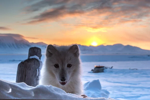 Lis Arktyczny Pierwszych Promieniach Słońca — Zdjęcie stockowe