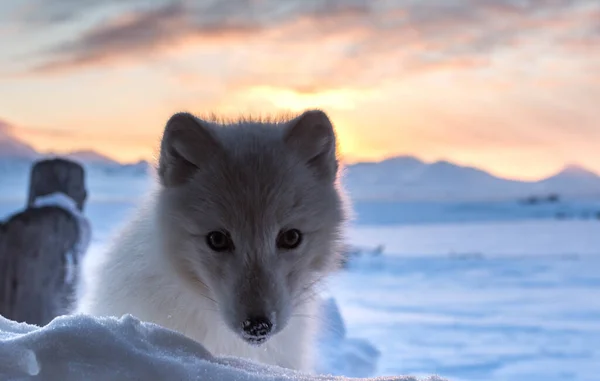 Polarfuchs Den Ersten Sonnenstrahlen — Stockfoto