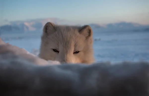 Polarfuchs Den Ersten Sonnenstrahlen — Stockfoto