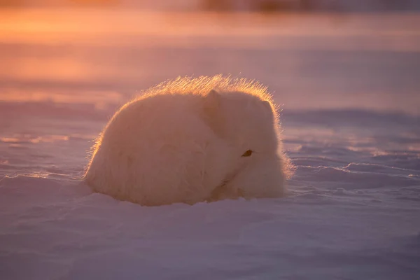 Арктична Лисиця Перших Променях Сонця — стокове фото