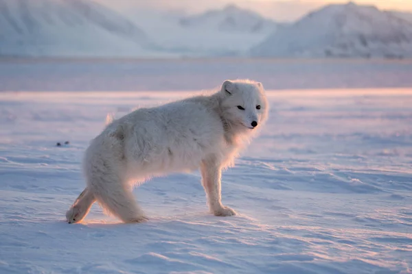 Polarfuchs Den Ersten Sonnenstrahlen — Stockfoto