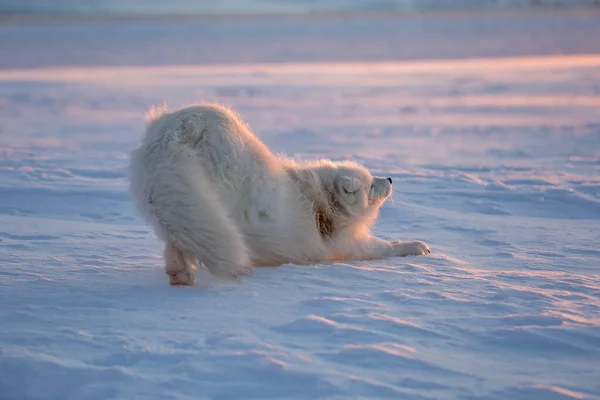 Polarfuchs Den Ersten Sonnenstrahlen — Stockfoto