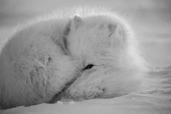 Arktická Liška Prvních Slunečních Paprscích — Stock fotografie