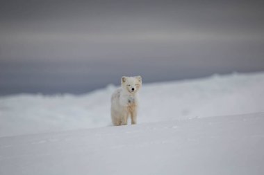 Karla kaplı dağlarda kutup tilkisi