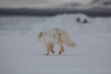 Karla kaplı dağlarda kutup tilkisi