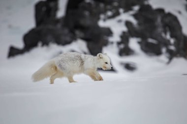 Karla kaplı dağlarda kutup tilkisi