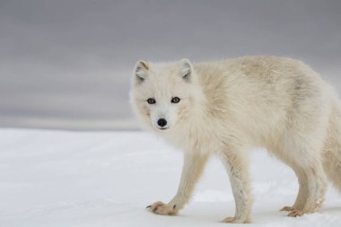 Karla kaplı dağlarda kutup tilkisi