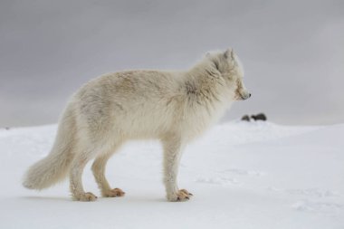 Karla kaplı dağlarda kutup tilkisi
