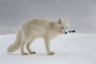 Karla kaplı dağlarda kutup tilkisi