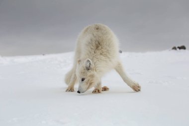 Karla kaplı dağlarda kutup tilkisi