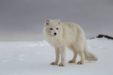 Karla kaplı dağlarda kutup tilkisi