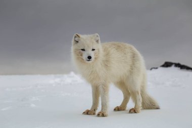 Karla kaplı dağlarda kutup tilkisi