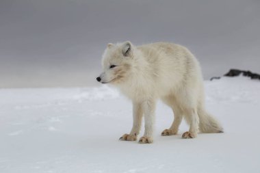 Karla kaplı dağlarda kutup tilkisi