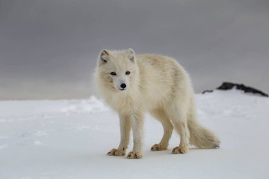 Karla kaplı dağlarda kutup tilkisi