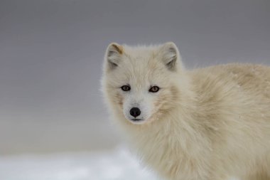 Karla kaplı dağlarda kutup tilkisi