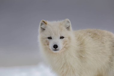 Karla kaplı dağlarda kutup tilkisi