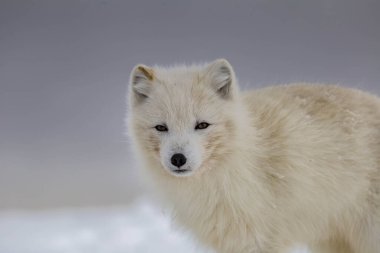 Karla kaplı dağlarda kutup tilkisi