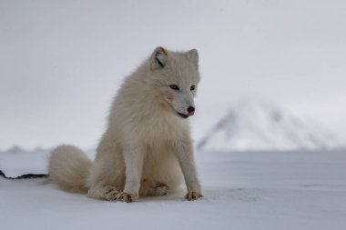 Karla kaplı dağlarda kutup tilkisi