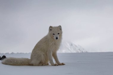 Karla kaplı dağlarda kutup tilkisi