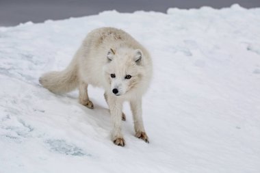 Karla kaplı dağlarda kutup tilkisi