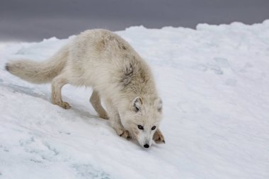 Karla kaplı dağlarda kutup tilkisi