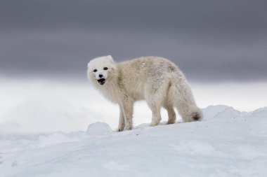 Karla kaplı dağlarda kutup tilkisi